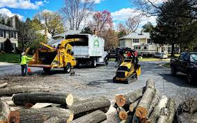 Laguna Hills, CA Tree Care Company