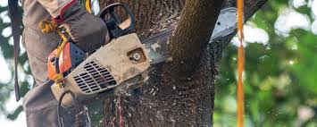 How Our Tree Care Process Works  in  Laguna Hills, CA