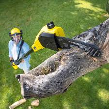 Leaf Removal in Laguna Hills, CA
