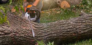 Best Lawn Maintenance Plans  in Laguna Hills, CA