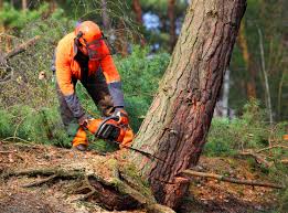 Best Tree Health Inspection  in Laguna Hills, CA