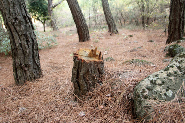 Best Tree Risk Assessment  in Laguna Hills, CA