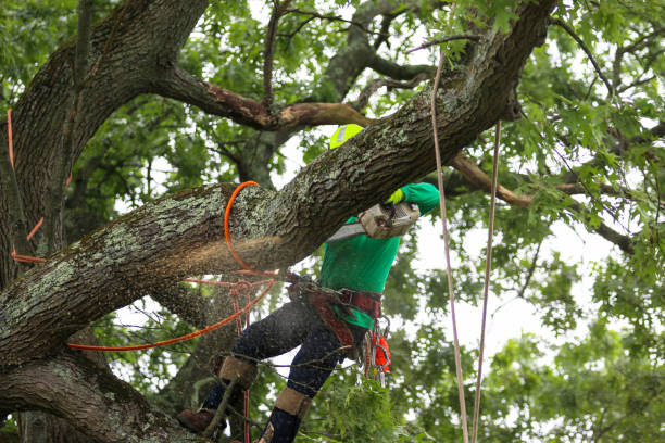 Best Tree Disease Treatment  in Laguna Hills, CA