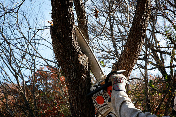 Best Soil Testing and Treatment  in Laguna Hills, CA