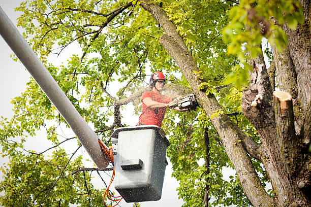 Best Tree Cabling and Bracing  in Laguna Hills, CA