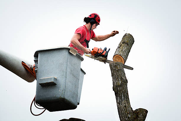 Best Fruit Tree Pruning  in Laguna Hills, CA