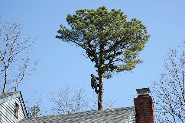 Best Storm Damage Tree Cleanup  in Laguna Hills, CA