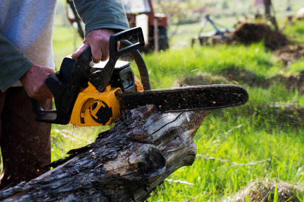 Best Commercial Tree Services  in Laguna Hills, CA